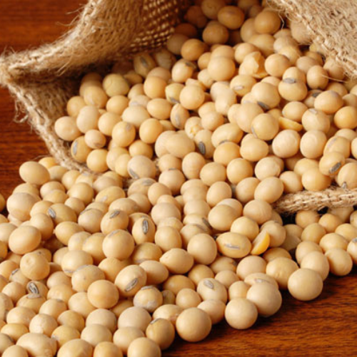 Soybeans Exporter & Bulk Supplier
