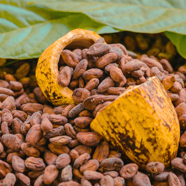 Raw Cocoa Beans